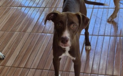 BROWNIE
