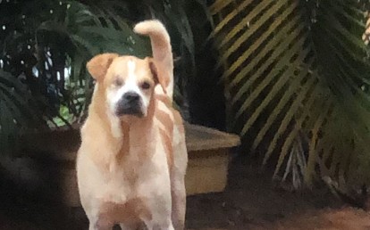 MIGUEL