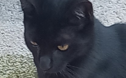 Pelê