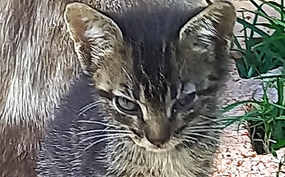 Belinha