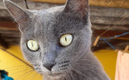 Cleo