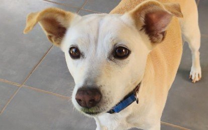 Pipoca