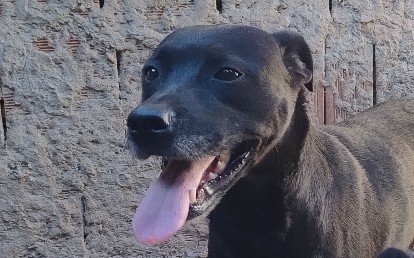 Chamegosa