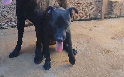 Preciosa pequena