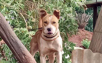 Zeca