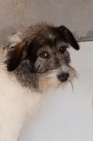 fiapo 1