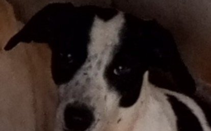 gaspar