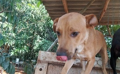 Caramelo