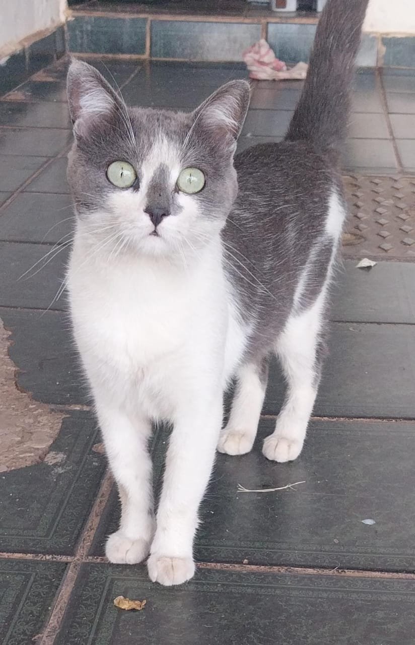 FUMAÇA