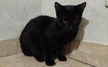 Bruna 