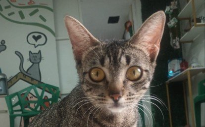 BEBEL 