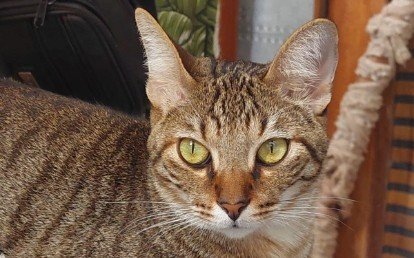 Erik