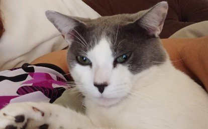 Mingau 