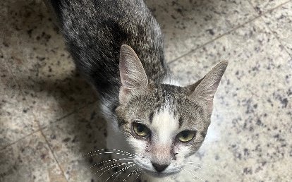 Amora