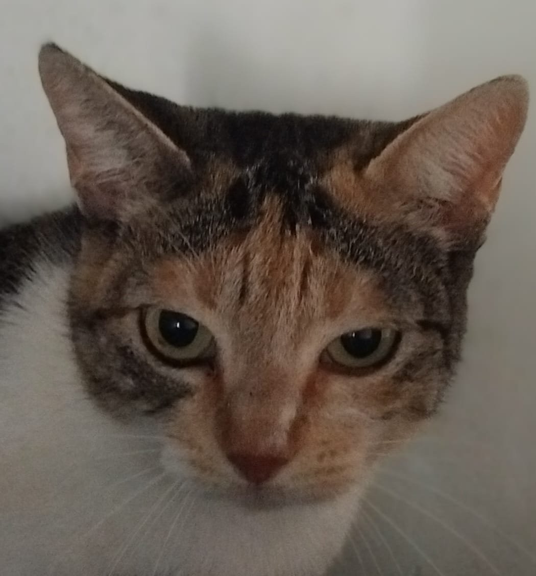 Bela 