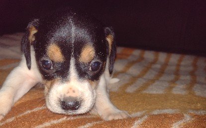 Animal