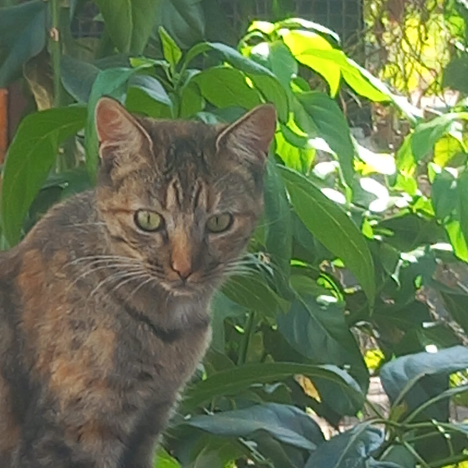 Angelina
