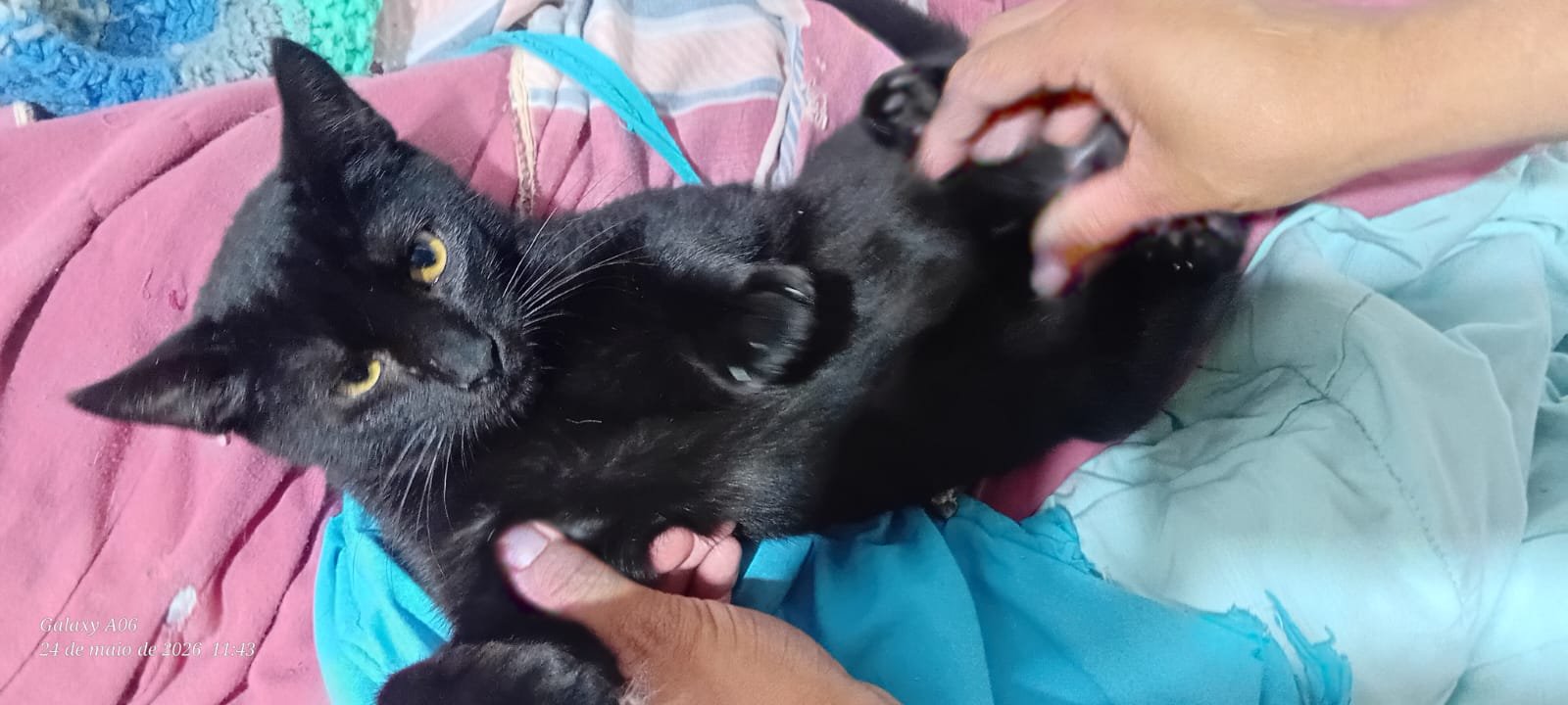 Miumiu