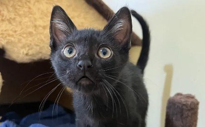 Melino