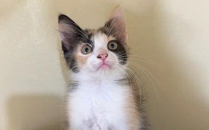Paloma
