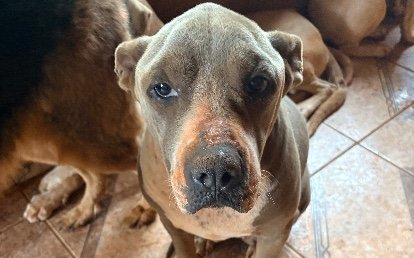 Bolotona 