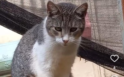 Cinza Guará