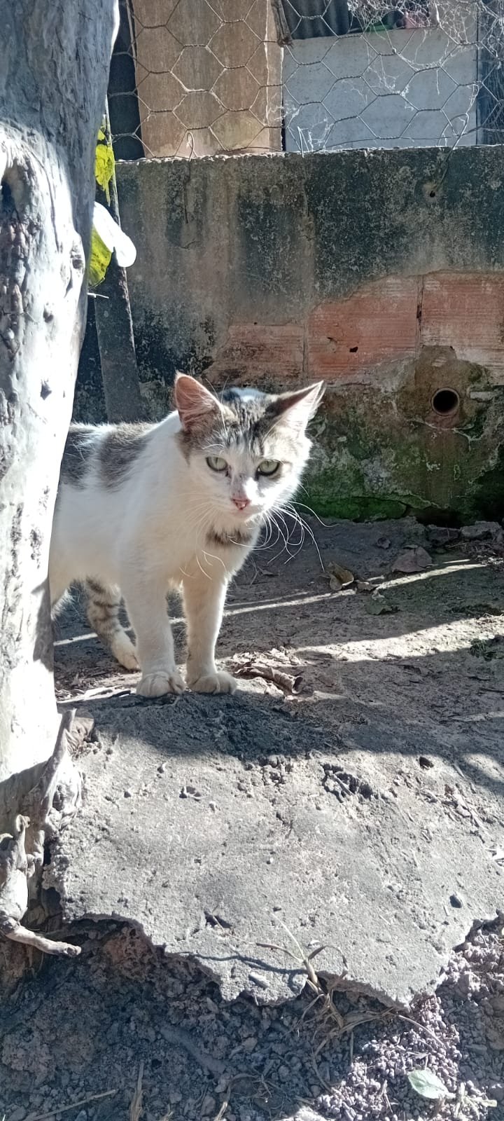 Juju- Felina Branca