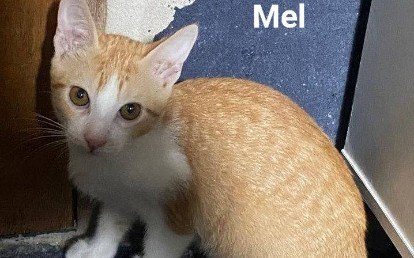 Mel
