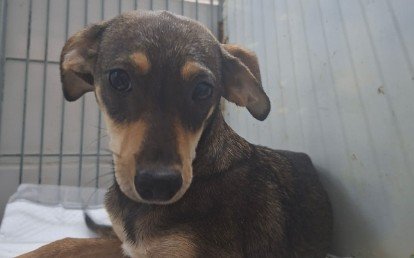 Bela