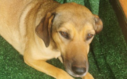 Belinha