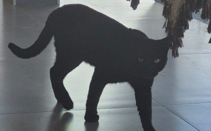 Preto