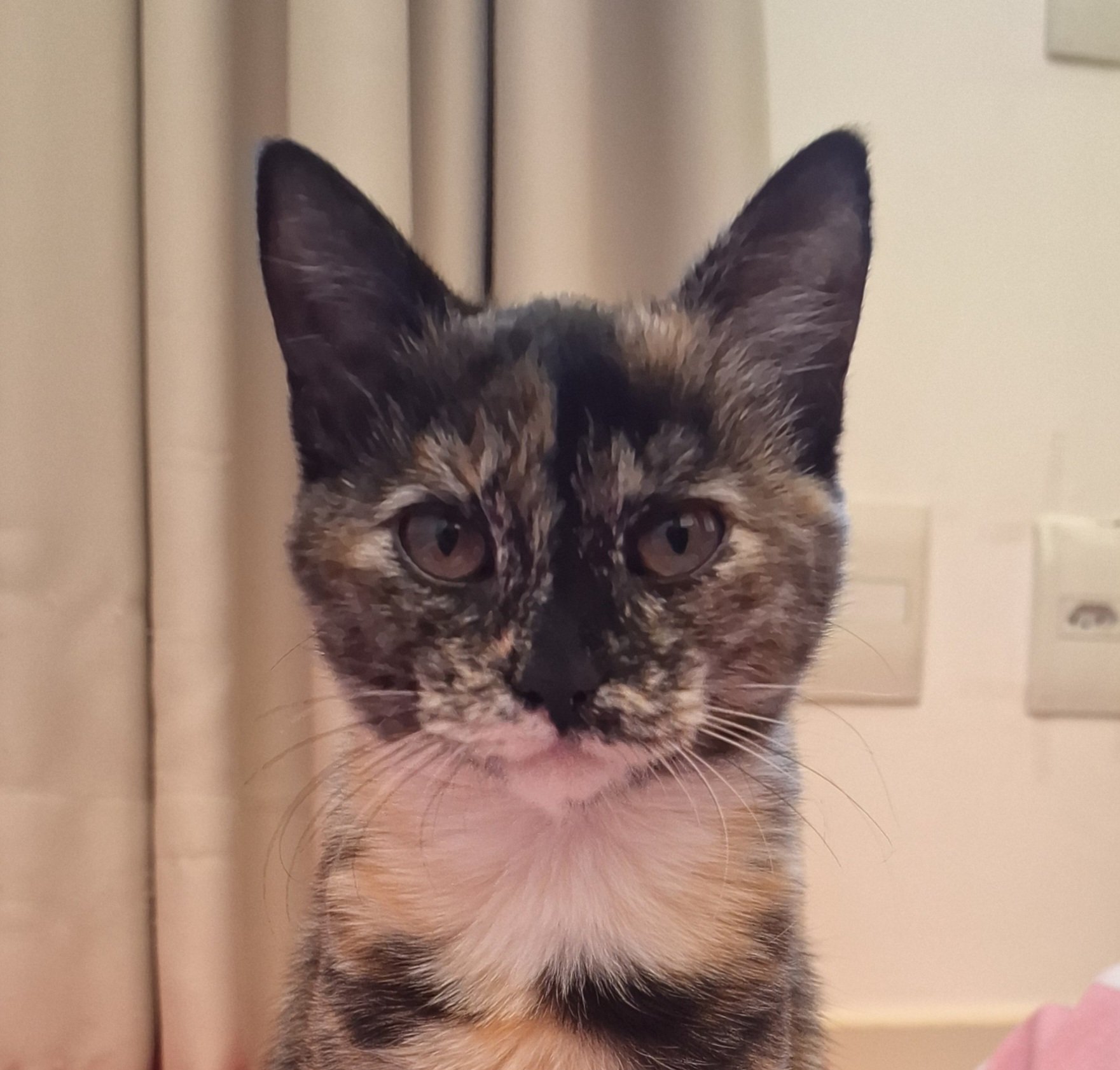 Minerva