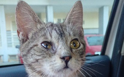 Tom 