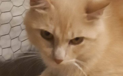 Garfield