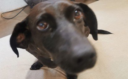 Duke