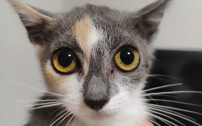 Luma