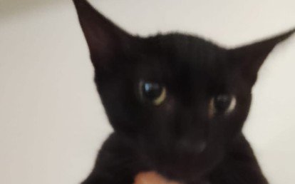 Boris